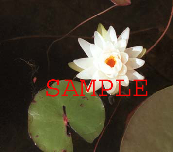 100-09p fragrant water lily