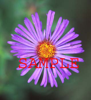 318-04s new england aster