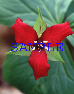 398-06s red trillium