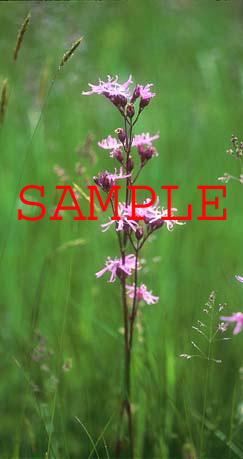 421-08s ragged robin