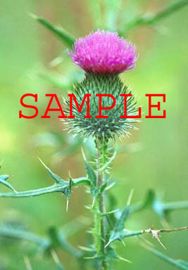 512-14p thistle k61-aug05