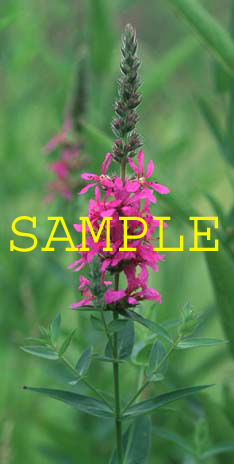 569-18s loosestrife