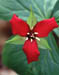 398-06s red trillium