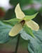 398-10s trillium mut