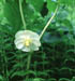 558-20s mayapple flower